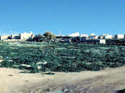 Central part of site dominated by Brassicaceae.